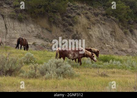 Schöner Blick auf eine Herde wilder spanischer Mustangs in den Ebenen und der Prärie. Stockfoto