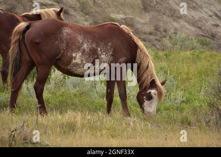 Süßes grasendes wildes Mustang im Theodore Roosevelt National Park. Stockfoto