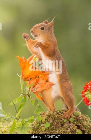 Nahaufnahme von einem Eichhörnchen hinter Feuerlilie Blumen zu erreichen Stockfoto