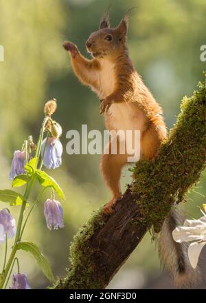Nahaufnahme von einem Eichhörnchen auf Baumstamm mit Moos zu erreichen Stockfoto