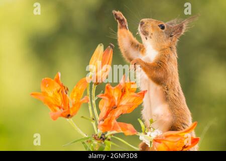 Nahaufnahme von einem Eichhörnchen hinter Feuerlilie Blumen zu erreichen Stockfoto