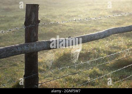 Herbstspinnen im Tau auf einem ländlichen Zaun im Morgenlicht der Sonne. Natürlicher Hintergrund mit Platz für Text Stockfoto
