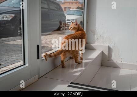 Vertikale Komposition. Braune gestromte Katze mit grünen Augen auf dem Boden stehend. Stockfoto