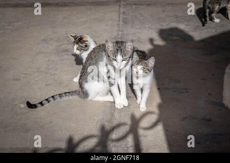 Graue und weiße Wildkatzen Familie auf der Straße Stockfoto