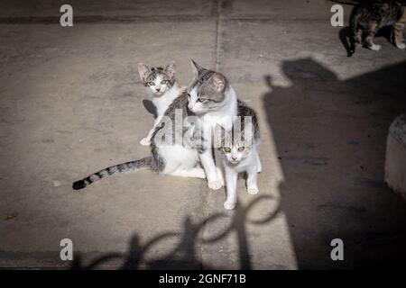Graue und weiße Wildkatzen Familie auf der Straße Stockfoto