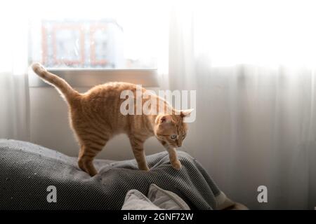 Braune tabby Katze auf einem grauen Sofa am Fenster stehend Stockfoto