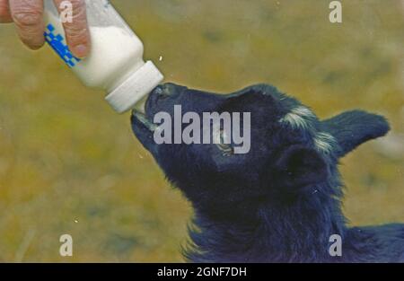 Ein junges schwarzes Lamm, das von Hand in die Flasche gespeist wird, weil seine Mutter nicht genug Milch produzieren kann, um es am Leben zu erhalten. Stockfoto