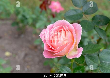 Nahaufnahme einer Charlotte Brownell Rose Blume. Kanada Stockfoto