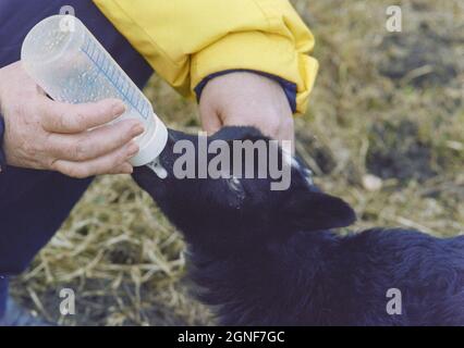 Ein junges schwarzes Lamm, das von Hand in die Flasche gespeist wird, weil seine Mutter nicht genug Milch produzieren kann, um es am Leben zu erhalten. Stockfoto