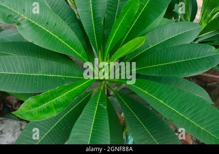 Selektiver Fokus auf FRANGIPANI BLÄTTER isoliert mit unscharfen Hintergrund im Park in der Morgensonne. Stockfoto