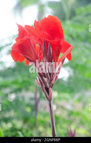 Selektiver Fokus auf CANNA LILY ODER CANNA MISS OKLAHOMA Blume isoliert mit unscharfen Hintergrund im Park in der Morgensonne. Rote Canna Lily Blume. Stockfoto