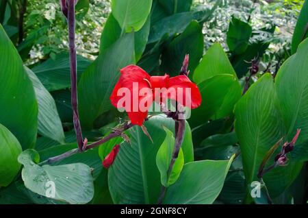 Selektiver Fokus auf CANNA LILY ODER CANNA VERMISSEN OKLAHOMA Blume und grüne Blätter im Park in der Morgensonne. Stockfoto