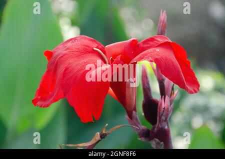 Selektiver Fokus auf CANNA LILY ODER CANNA VERMISSEN OKLAHOMA Blume und grüne Blätter im Park in der Morgensonne. Stockfoto