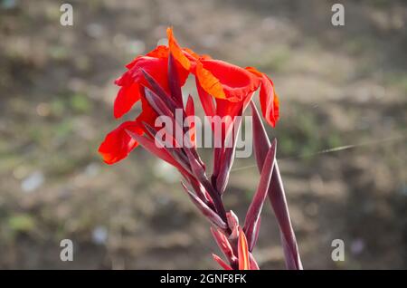 Selektiver Fokus auf CANNA LILY ODER CANNA MISS OKLAHOMA Blume isoliert mit unscharfen Hintergrund im Park in der Morgensonne. Rote Canna Lily Blume. Stockfoto