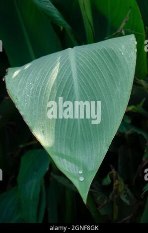 Selektiver Fokus auf CANNA LILY ODER CANNA VERMISSEN OKLAHOMA Leaf im Park in der Morgensonne. Wassertropfen auf dem Blatt. Stockfoto
