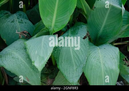 Selektiver Fokus auf CANNA LILY ODER CANNA MISS OKLAHOMA BLÄTTER im Park in der Morgensonne. Wasser tropft auf die Blätter. Stockfoto