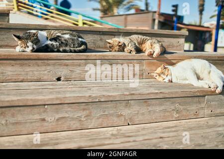Gruppe streunender Katzen, die an einem sonnigen Tag im Freien schlafen. Gemeinsam sonnenbaden, müde ein Nickerchen machen und auf dem Boden liegen Stockfoto