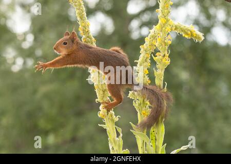Eichhörnchen stehend auf Blume Zweige auszustrecken Stockfoto