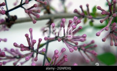 Nahaufnahme der purpurnen Blütenknospen auf einem lila Strauch, der sich zum Öffnen bereit gemacht hat. Stockfoto