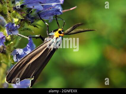Nahaufnahme eines Virgina Ctenucha-Tigrantes, der Nektar aus den violetten Blüten auf einer Viper-Büglanz-Pflanze sammelt, die auf einer Wiese wächst. Stockfoto