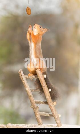 Eichhörnchen stehend auf Treppen erreichen, um eine Nuss Stockfoto