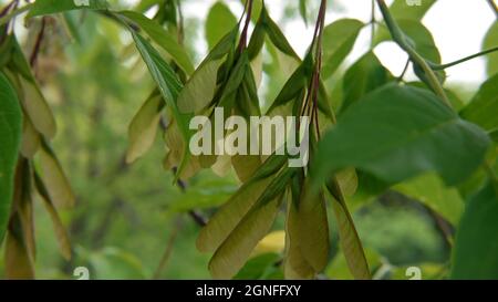 Nahaufnahme der geflügelten Samenschoten auf einem im Wald wachsenden Baum mit Holzhacken. Stockfoto