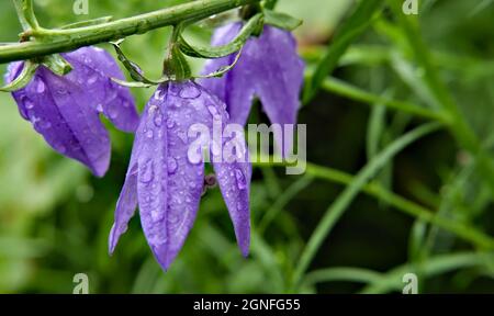 Nahaufnahme der feuchten violetten Blüten einer Glockenblume, die in einem Garten wächst. Stockfoto
