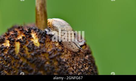 Nahaufnahme einer winzigen Bernsteinschnecke, die auf einer in einem Bach wachsenden Rohrkrümmung kriecht. Stockfoto