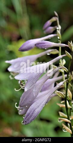 Nahaufnahme der feuchten violetten Blüten auf einer Wegerich-Lilie, die an einem regnerischen Tag in einem Blumengarten wächst. Stockfoto