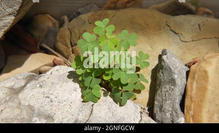 Nahaufnahme einer grünen Kleeblatt-Pflanze, die in einem Steingarten wächst. Stockfoto