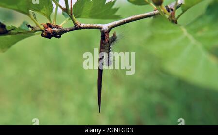 Nahaufnahme einer Raupe, die auf dem Dorn eines Weißdornbaums mit einer Feuerbeere ruht, mit einem grünen verschwommenen Hintergrund. Stockfoto