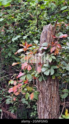 OLYMPUS DIGITALKAMERA - Nahaufnahme einer waldschleimpflanze, die die Farben für den Herbst ändert und auf einem toten Baum im Wald wächst. Stockfoto