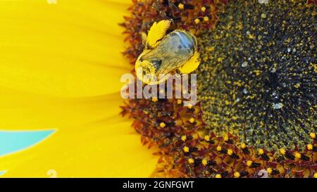 OLYMPUS DIGITALKAMERA - Nahaufnahme einer Hummel, die mit gelben Pollen bedeckt ist und Nektar von einer gelben Sonnenblume sammelt, die in einem Garten wächst. Stockfoto