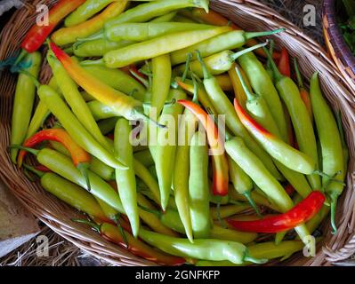 Frische grüne und rote Chili in der Rattan-Korb verkauft in Bio-lokalen Markt thailand Stockfoto