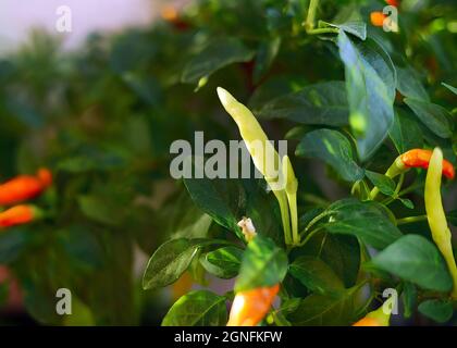 Nahaufnahme der grünen und roten Chilischote, die auf der Farm in thailand wächst Stockfoto