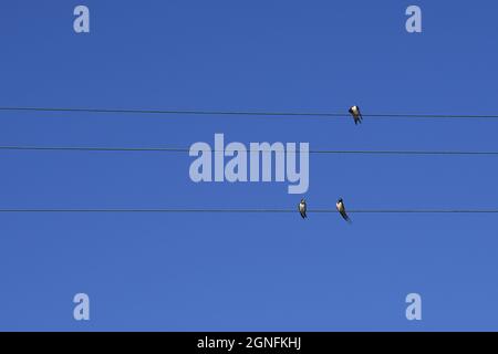 Schwalben (Hirundo rustica) auf elektrischen Drähten gegen klaren blauen Himmel im Sommer, Toskana, Italien Stockfoto