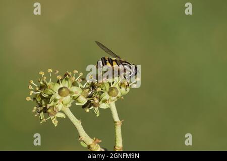 Nahaufnahme der Schwebfliege, Sonnenfliege, Helophilus pendulus, Familienschwebfliegen (Syrphidae) auf Blüten von Ivy (hedera). Familie Araliaceae. Niederlande, Spätsommer Stockfoto