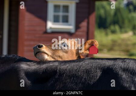 FLO, NORWEGEN - 2020. AUGUST 10. Kuh ist neugierig und schaut über den Rücken einer anderen Kuh. Stockfoto