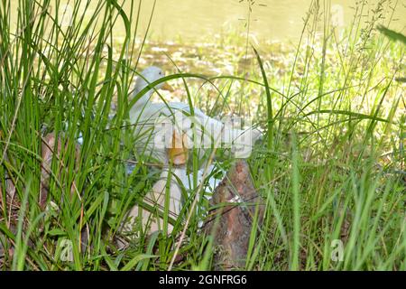 Neugierig eifersüchtig White American Pekin Duck Spionage aus Schilf Stockfoto