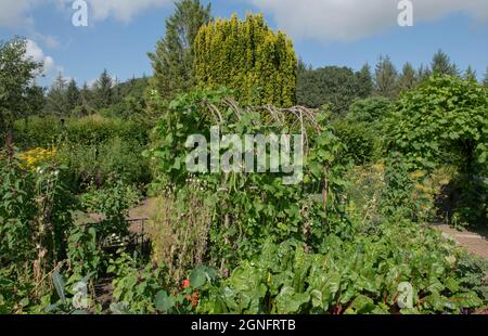 Sommerlandschaft aus eigenem Anbau Bio-Gemüse und blühende Pflanzen mit Haselstäbchen-Wigwam, die in einem Potager oder Küchengarten bei Rosemoor wachsen Stockfoto