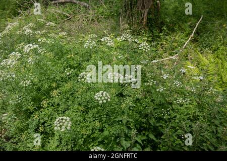 Sommer blühende Dolden weißer Blumen auf einer duftenden, perennialen, süßen, zikeligen Wildblumenpflanze (Myrhis Odorata), die im Wald in Rural Devon wächst Stockfoto