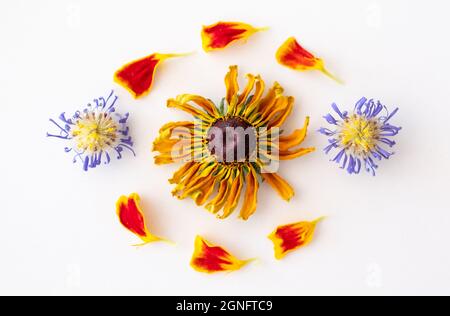 Getrocknete violette Aster- und gelbe Rudbeckia-Blüten und Ringelblumenblätter in einem Muster auf weißem Hintergrund. Stockfoto