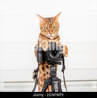 Die niedliche Bengalkatze macht ein Foto mit der Kamera Stockfoto