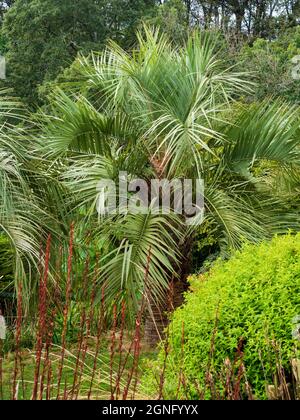 Silbrige Gelee-Palme, Butia odorata, im Tremenheere Sculpture Park, Cornwall, Großbritannien Stockfoto