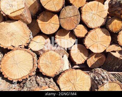 Querschnitt des Hintergrunds der Baumstämme. Schneiden von Baumstämmen für die Innendekoration, Hintergrund. Vorbereitung des Brennholzes für den Winter zum Heizen Stockfoto