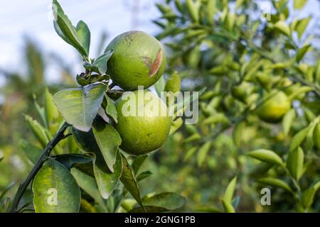 Zwei frische rohe Bio-Orangen auf einem Zweig im Garten Stockfoto