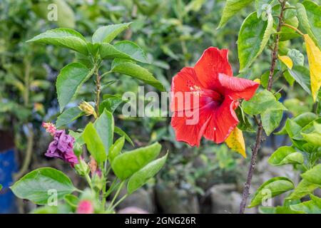 Voll blühte der rote Hibiscus rosa sinensis oder die chinesische Rosenblüte blühte auf einem Zweig im Garten Stockfoto