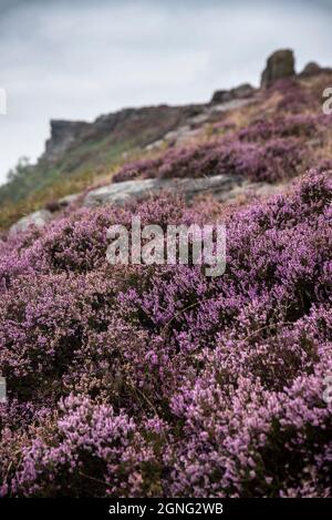 Atemberaubende Landschaft des English Peak District von Curbar Rand des farbenfrohen Heidekrautes während des späten Sommers bei Sonnenuntergang mit selektiver Fokustechnik Stockfoto