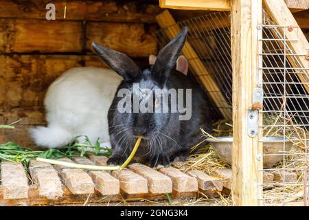 Kleine Fütterung weißen und schwarzen Kaninchen kauen Gras in Kaninchen-Hutch auf Tierfarm, Scheune Ranch Hintergrund. Bunny in Hutch auf natürliche Öko-Farm. Modern Stockfoto