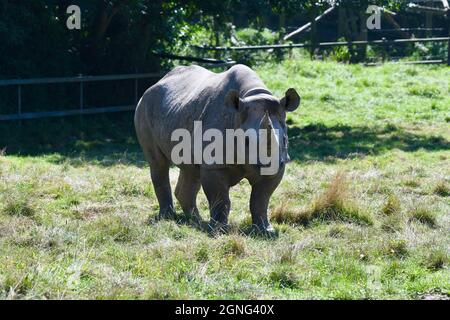 Port Lympne Animal Reserve, Kent, Großbritannien Stockfoto